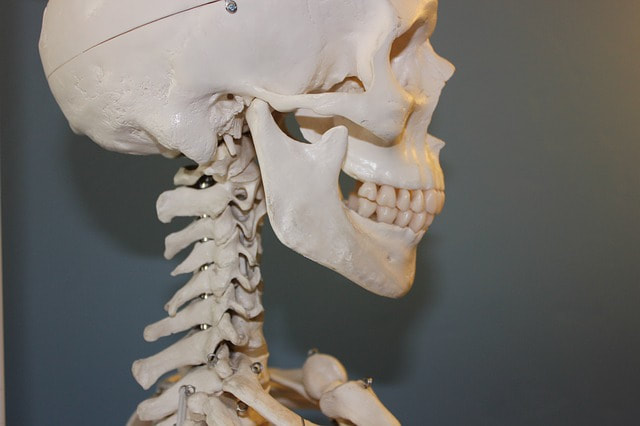 Model of a skull and jaw